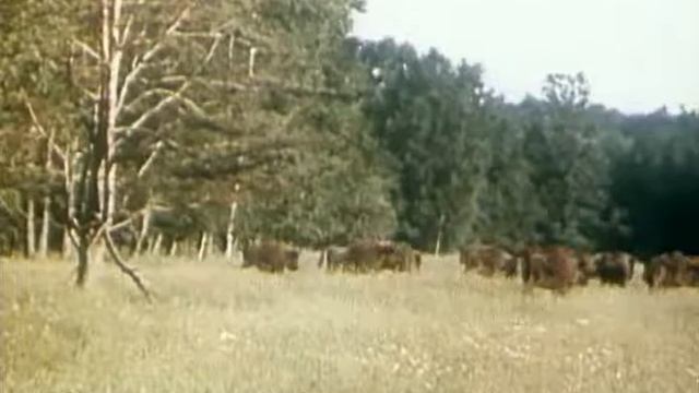 В объективе животные. Зубр 1981г. смотреть онлайн