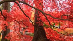 Релакс музыка китайская флейта Chinese relax music