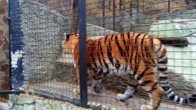 Зоопарк "Сказка" Россия, Крым, Амурские тигры, Белый лев, Макаки, Тигрёнок смотреть онлайн