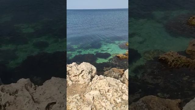 269873785_456239590.mp4