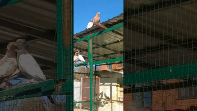 Таджикские голуби, лалаки' воки' красногрудые ' черногрудые ' белые . Приятного просмотра!12 Октябр смотреть онлайн