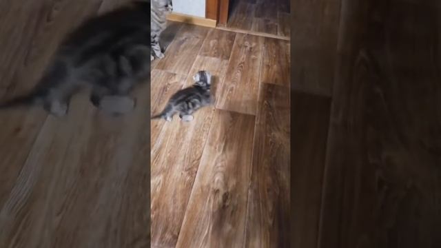 Шотландец фолд черный мрамор на серебре д.р.16.12.20. Красивейший котик смотреть онлайн