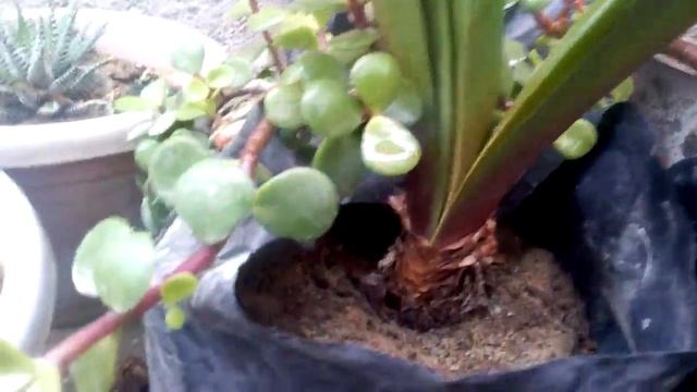Crassulas, cactus , aloe y más смотреть онлайн
