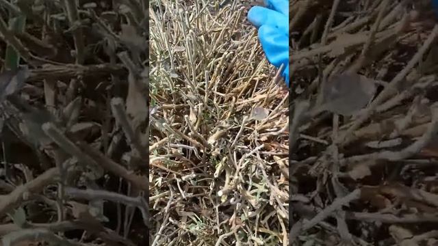 Дубровник обыкновенный | Teucrium chamaedrys. Весенняя обрезка после неудачной зимы смотреть онлайн