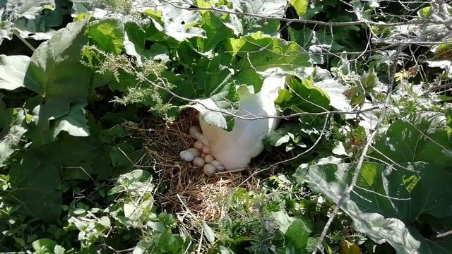 Индюки. Индюшка на гнезде.