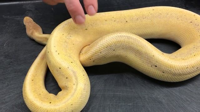 Ball Python Morphs #12- Genetic Stripes- an underrated morph! смотреть онлайн