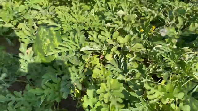 Арбуз Кримсон Руби в Херсонской обл. смотреть онлайн