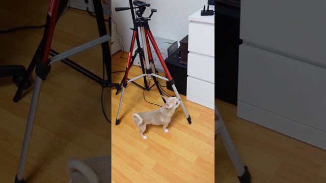 Разговорили Марика с помощью колонки Алиса #викаgo смотреть онлайн