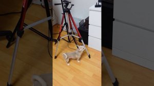 Разговорили Марика с помощью колонки Алиса #викаgo