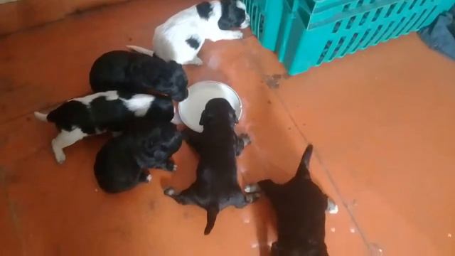 Отдаю щенков маленькой собачки чють больше кошки в вологде 89114454371 смотреть онлайн