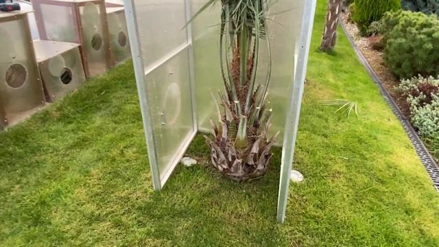 Palmy a Zahrady - Czech Republic -Zone 5 -Butia Capitata (Odorata) winterizing - October 2020 смотреть онлайн