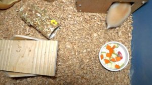 Как обустроить клетку для сирийского и джунгарского хомяка? Что должно быть в клетке