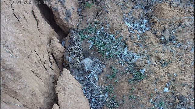 Семья филинов в перьях смотреть онлайн