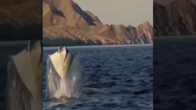 Зачем эти скаты-мобулы Mobula выпрыгивают из воды?Животные делают что-то необычное по тр смотреть онлайн