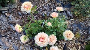 роза Таити ??❤️