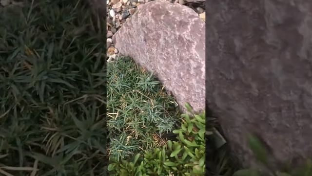 Обзор горочных растений на моей чешской скалке смотреть онлайн