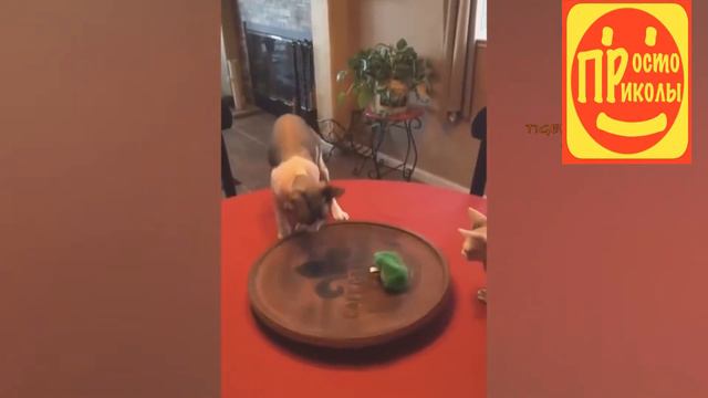 Смешные Видео За Месяц | Хочешь зарядится позитивом на ВЕСЬ ДЕНЬ , смотри скорее видео !!!! смотреть онлайн
