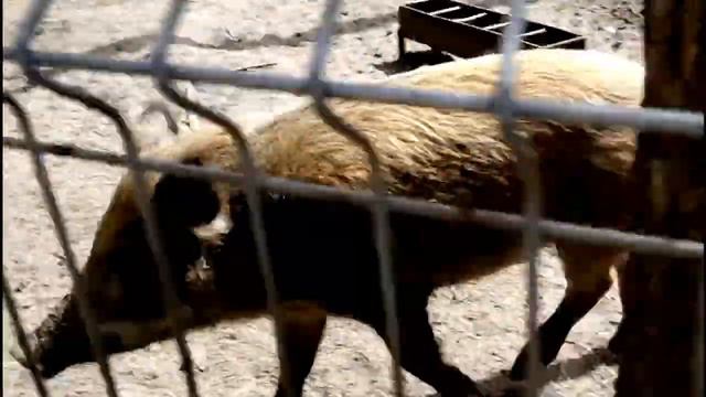 идем на экскурсию с классом в зоопитомник!!!! смотреть онлайн