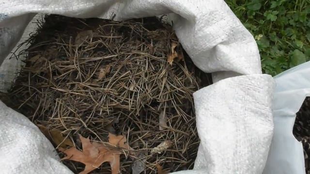 Мульчирование голубики хвоей и сосновыми шишками - все очень просто смотреть онлайн