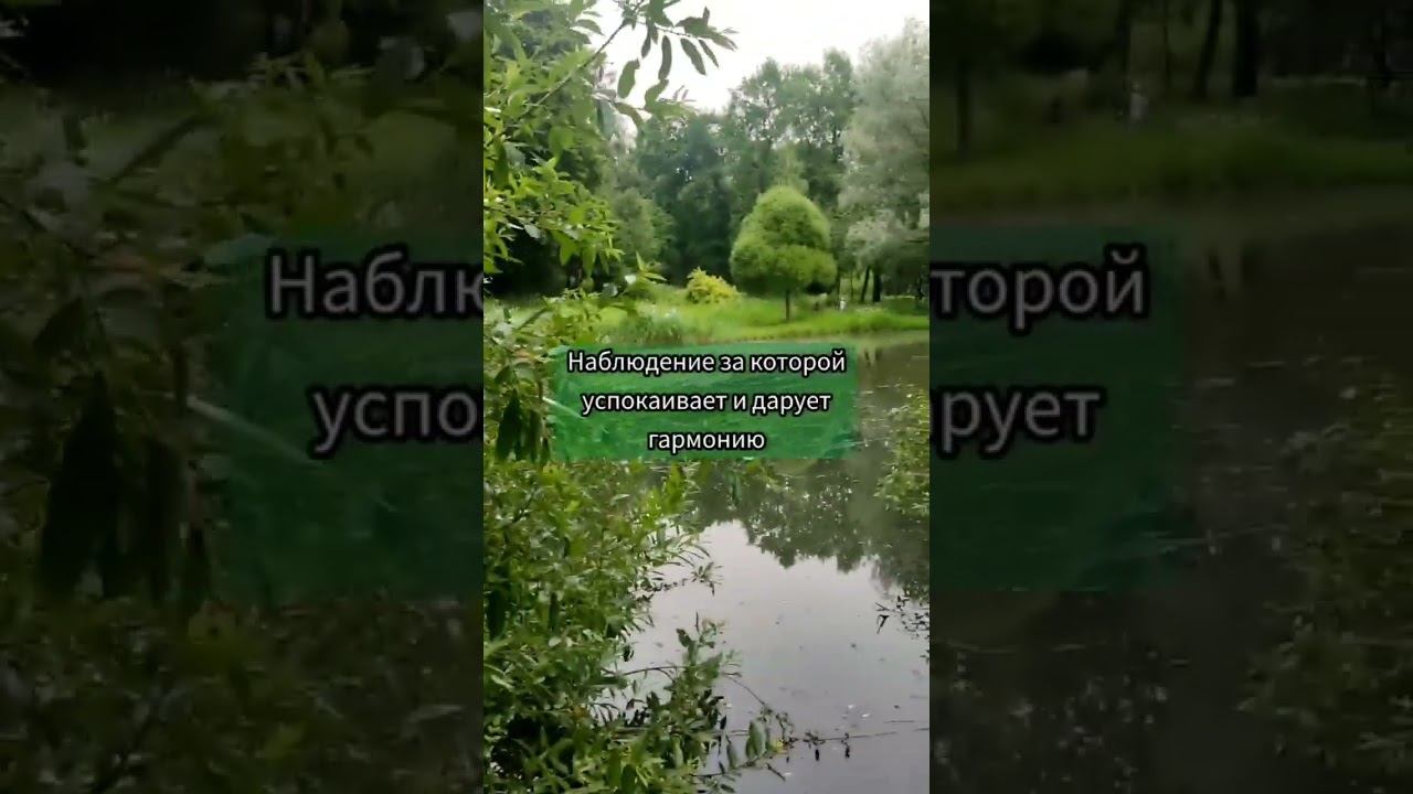 Прекрасный парк Санкт-Петербургского государственного лесотехнического университета смотреть онлайн
