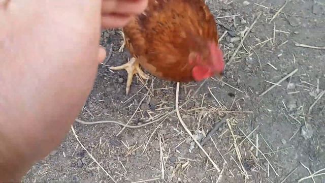 ЦЫПЛЯТА ФОКСИ ЧИК , 63 ДНЯ . смотреть онлайн