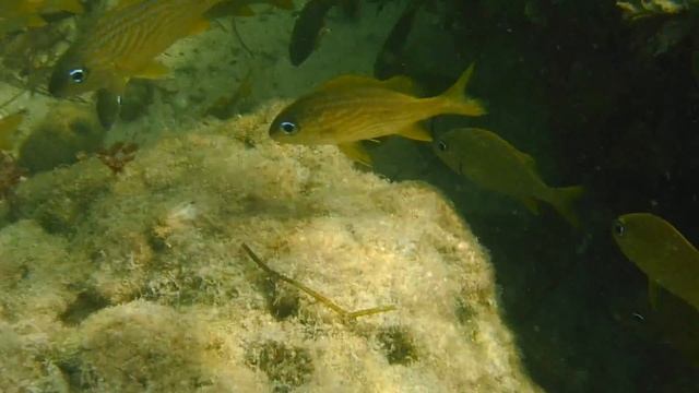 fujifilm finepix XP130 underwater video. Bahia Honda state park. 08 смотреть онлайн