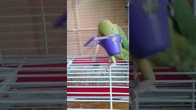 Ожереловый попугай Ричи