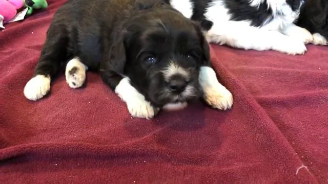 Pomski Doodle 3 weeks old смотреть онлайн
