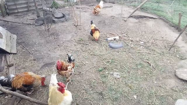 Сколько осталось у меня петухов в отдельном загоне. смотреть онлайн