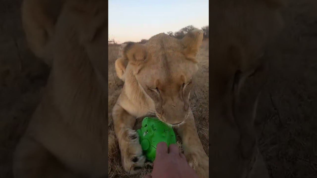 Львица Уша оберегает игрушечную свинку. Lioness Usha protects her toy piggy смотреть онлайн