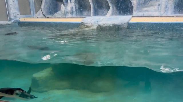 Виктор Жиленко: Пингвины странные животные !!! смотреть онлайн