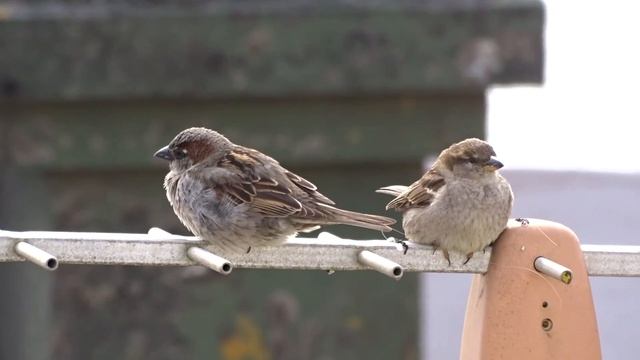 PARDAL ACASALANDO смотреть онлайн