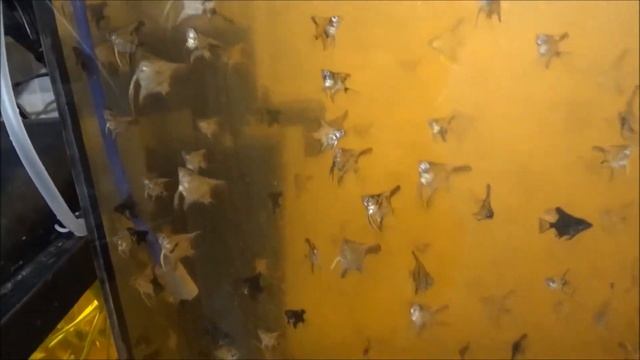 Борьба с мутной водой в аквариуме. смотреть онлайн