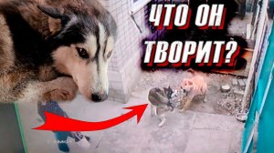 Хаска подрался с Персом и напал на Леди♀️ Джесси знакомится с нашим зоопарком.