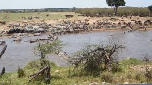 Миграция антилоп и зебр через реку в Африке.