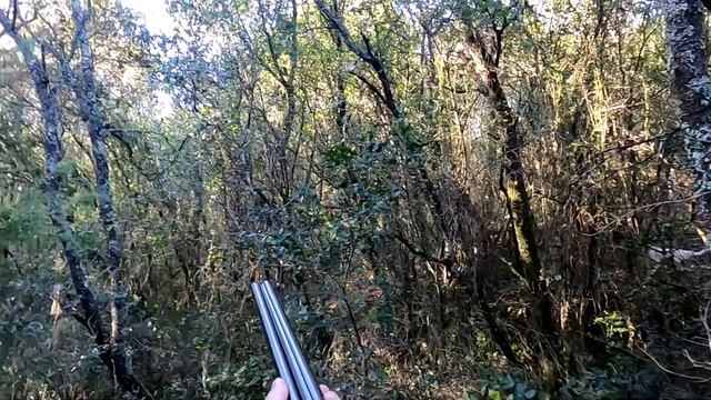 chasse de la bécasse , setter anglais, calibre 20. смотреть онлайн