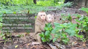 Abandoned monkeys- what happens when social media 'pets' are no longer cute