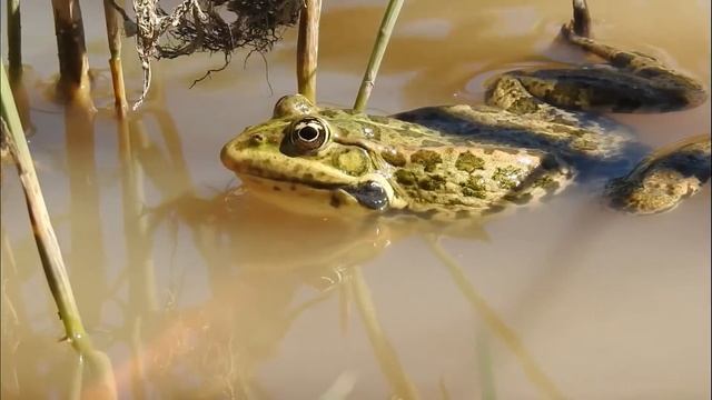 Лягушки квакают смотреть онлайн