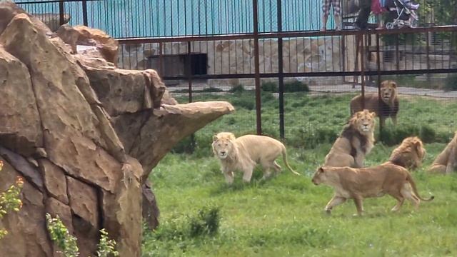 Кто первый примчался на кормление? Вы догадались) Тайган Lions in Crimea смотреть онлайн