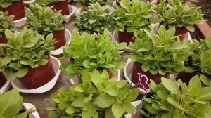 Вирус Петунии на Magenta Rim.