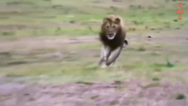 Хищники в Деле, Мать Гепард Попалась на Рога! Самые эпичные битвы диких животных за "5 минут" смотреть онлайн