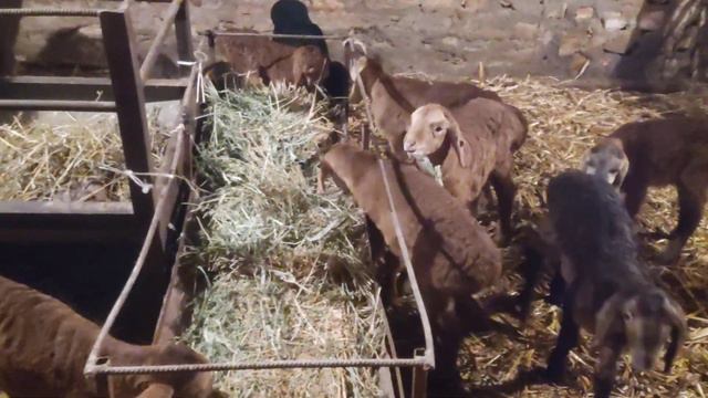 (1578) кушают ли сена 10 ти дневные ягнята смотреть онлайн