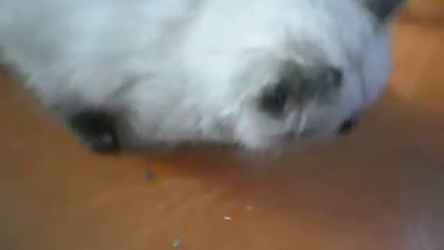 Кот Симка!.AVI смотреть онлайн