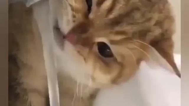 Приколы видео животных 2019. Летающая белка. смотреть онлайн