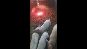 Дюрок или Ландрас ? Сравнение двух пород в 2 месяца .