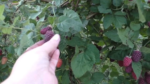 БУКИНГЕМ ТАЙБЕРРИ бесшипный сорт ежемалины смотреть онлайн
