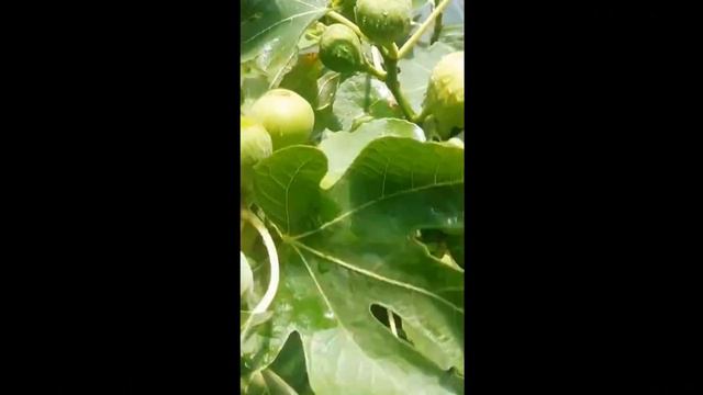 инжир 2 смотреть онлайн