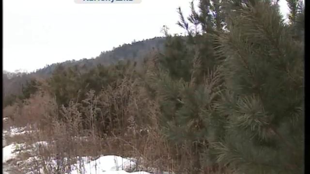 В Приморье строят «ясли» для кедра смотреть онлайн