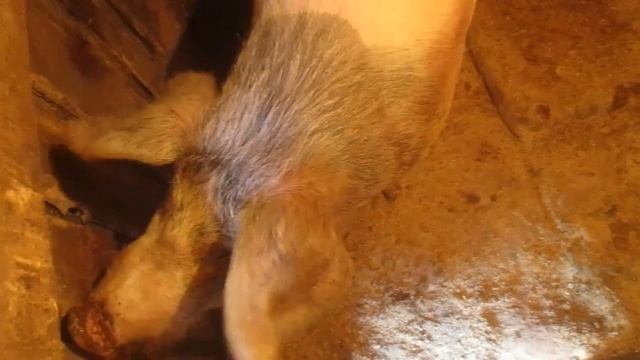 Хряк Боря - Трусишка...Пятый день после кастрации....Юмор.Прикол.Семья в деревне. смотреть онлайн