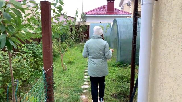 САДОВЫЙ ВЛОГ | ПЕРВЫЕ ПЛОДЫ АКТИНИДИЯ | ЕЖЕВИКА КРУПНАЯ | ГРУША | НАШ САД ОСЕНЬЮ смотреть онлайн